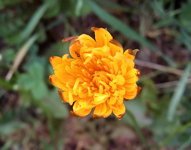 [A very close top-down view of one partially open yellow bloom. The thin petals around the center ar fully closed, so the center is not visible. ]